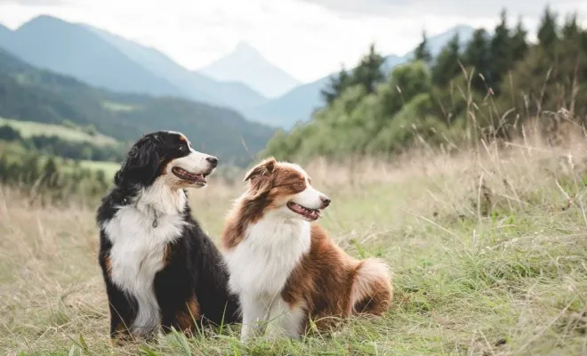 Séance photo canin, photographe animale compagnie au Col du Granier en Chartreuse, Savoie, Isère en Rhône-Alpes, Massif de la Chartreuse, Ariane Castellan Photographe