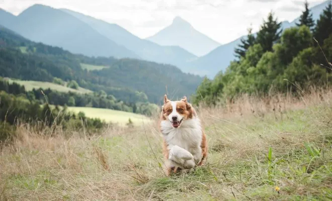 Séance photo canin, photographe animale compagnie au Col du Granier en Chartreuse, Savoie, Isère en Rhône-Alpes, Massif de la Chartreuse, Ariane Castellan Photographe