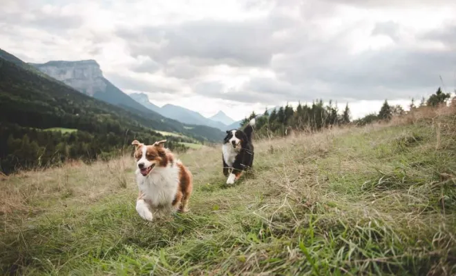 Séance photo canin, photographe animale compagnie au Col du Granier en Chartreuse, Savoie, Isère en Rhône-Alpes, Massif de la Chartreuse, Ariane Castellan Photographe