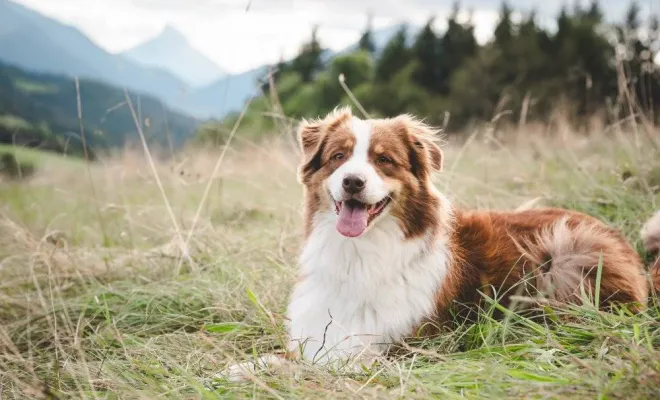 Séance photo canin, photographe animale compagnie au Col du Granier en Chartreuse, Savoie, Isère en Rhône-Alpes, Massif de la Chartreuse, Ariane Castellan Photographe