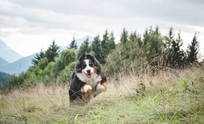 Séance photo canin, photographe animale compagnie au Col du Granier en Chartreuse, Savoie, Isère en Rhône-Alpes, Massif de la Chartreuse, Ariane Castellan Photographe