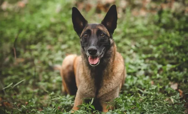 Animaux de compagnie, Massif de la Chartreuse, Ariane Castellan Photographe