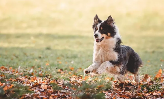 Animaux de compagnie, Massif de la Chartreuse, Ariane Castellan Photographe