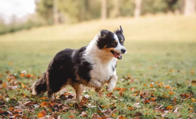 Animaux de compagnie, Massif de la Chartreuse, Ariane Castellan Photographe