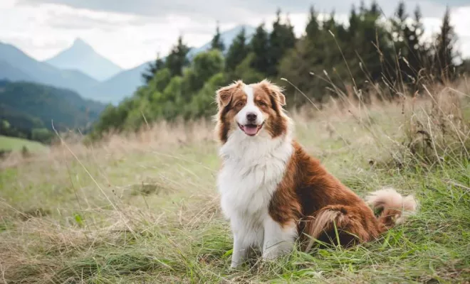 Animaux de compagnie, Massif de la Chartreuse, Ariane Castellan Photographe