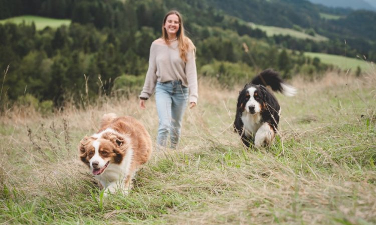  photo canin, photographe animale compagnie au Col du Granier en Chartreuse, Savoie, Isère en Rhône-Alpes
