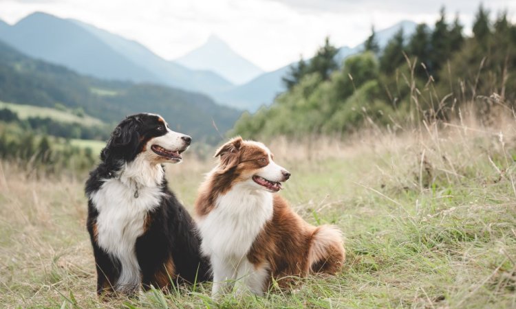  photo canin, photographe animale compagnie au Col du Granier en Chartreuse, Savoie, Isère en Rhône-Alpes