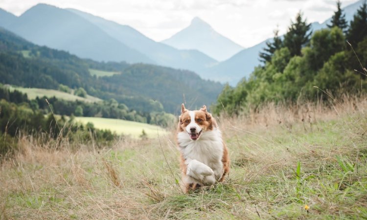  photo canin, photographe animale compagnie au Col du Granier en Chartreuse, Savoie, Isère en Rhône-Alpes