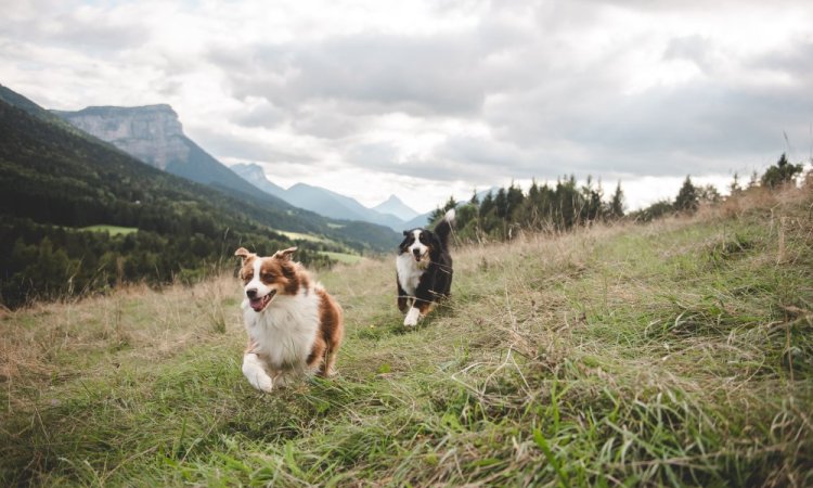  photo canin, photographe animale compagnie au Col du Granier en Chartreuse, Savoie, Isère en Rhône-Alpes