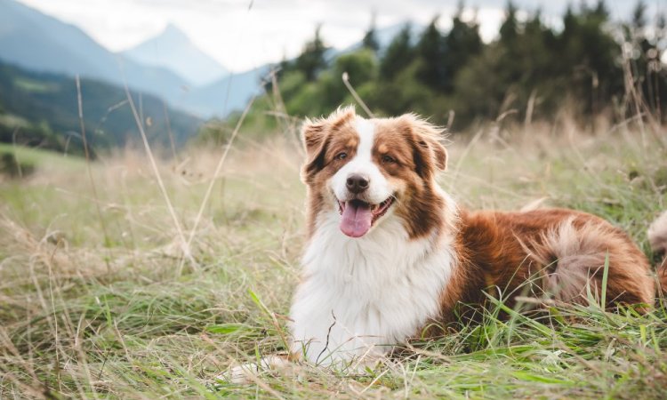  photo canin, photographe animale compagnie au Col du Granier en Chartreuse, Savoie, Isère en Rhône-Alpes