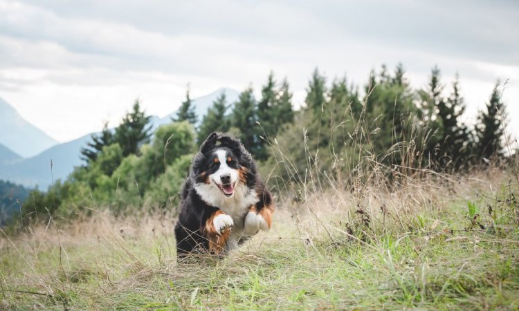  photo canin, photographe animale compagnie au Col du Granier en Chartreuse, Savoie, Isère en Rhône-Alpes
