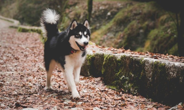 Séance photo animaux, canin, chien, Ariane Castellan photographe Chambéry, Savoie, Isère 