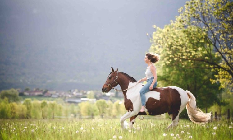 Séance photo animaux, équestre, Ariane Castellan photographe Chambéry, Savoie, Isère 